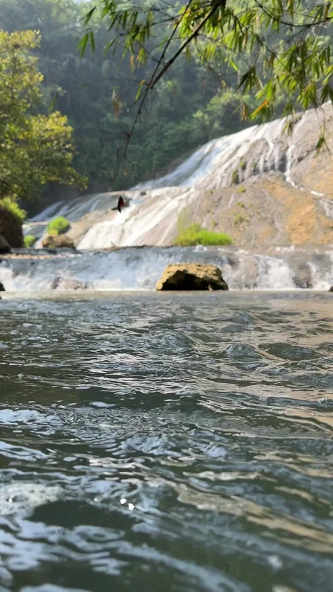 Vertical River Panning to Waterfall with Swimmer, Lush Jungle Stock Footage 325646083