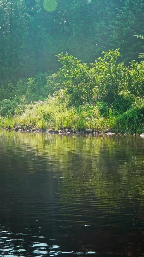 Vertical river view at water level with forest shoreline Stock Footage 333481058