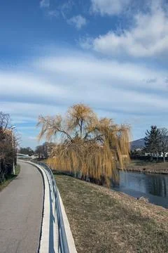 Vertical Riverside Walkway with Weeping Willow Trees Stock Photos