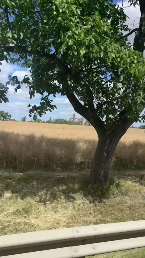 Vertical roadside view over wheat field with moving foreground elements and Stock Footage 341626387