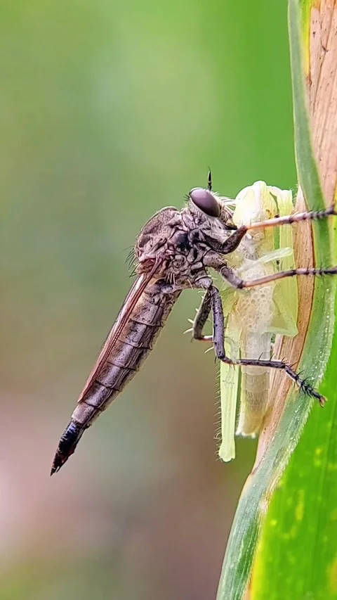 Vertical Robber Fly (Asilidae) Eating Prey 4K Slow Motion Copy Space Stock-Footage 346553136