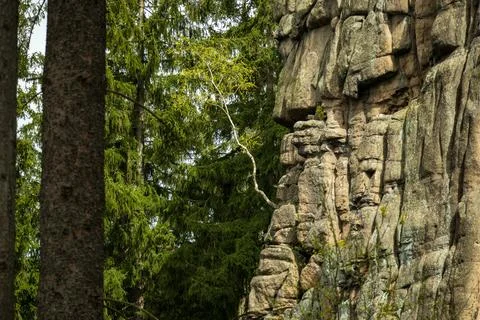 Vertical rock wall with dramatic textures in a conifer forest. A white tree.. Stock Photos