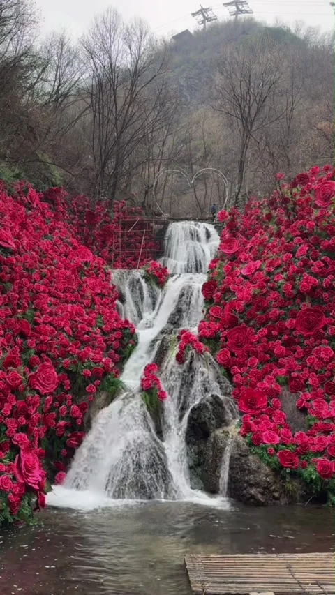 Vertical Romantic Waterfall Surrounded by Beautiful Red Roses Stock Footage 335379985