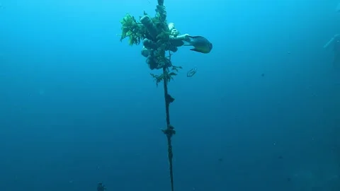 A vertical rope structure supports coral fragments in open ocean. Stock Footage 314025087