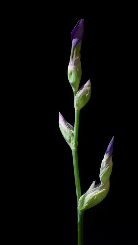 Vertical Rotating Bloom of World Premier Iris in Time-Lapse 4K Black Background Stock Footage 311079377