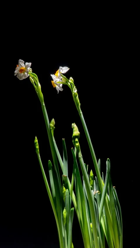 Vertical Rotating Timelapse of White Daffodil Bouquet Blooming on Black Stock Footage 309523135