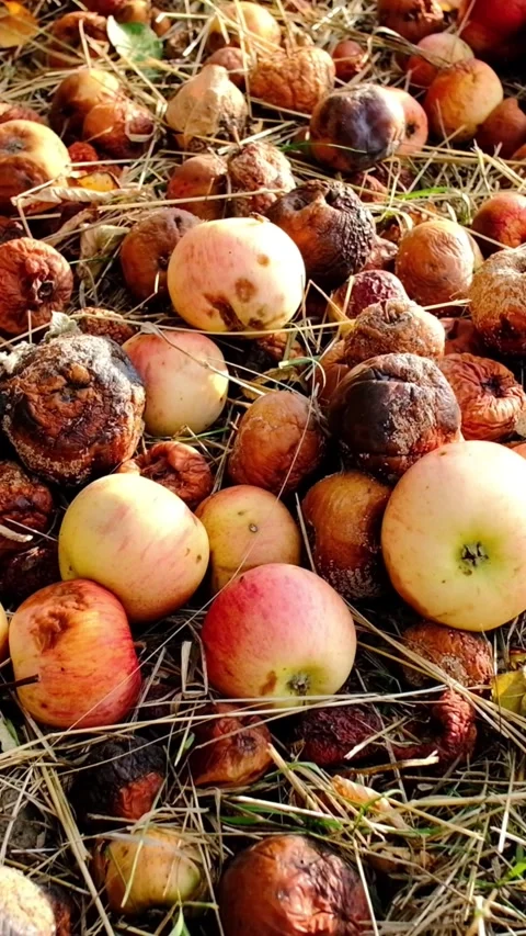 Vertical Rotten Windfall Apples on Ground 库存影片 347389275