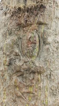 Vertical rough tree trunk close up with green park blur stock photo Stock Photos