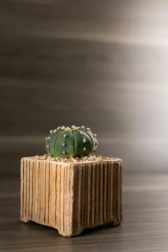 Vertical round shape cactus in the bottom left corner on a wooden floor Stock Photos