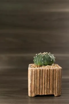 Vertical round shape cactus in the lower right corner on a wooden floor Stock Photos