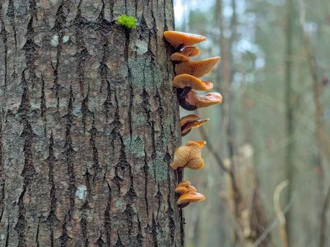 Vertical Row of Wild Orange Enoki Fungi in winter forest - Flammulina velutipes Stock Photos