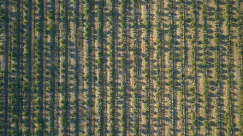 Vertical rows of citrus saplings casting shadows filmed from above  Stock-Footage 81201891