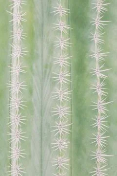 Vertical rows of white spines on a cactus Stock Photos