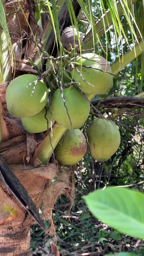 A vertical rural composition presents a heavy bunch of coconuts beneath broad Vídeo Stock 327137993