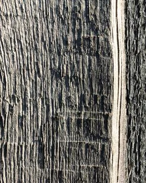 Vertical Rustic Wood Texture Background with Natural Grain and Knots Фото