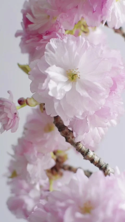 Vertical sakura cherry blossom flowering branch Stock Footage 297193448