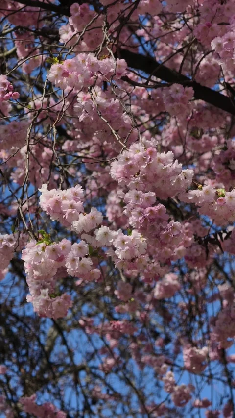 Vertical Sakura Cherry Blossom Swaying in Wind Pink Flowers Spring 4K Video Stock Footage 332011308