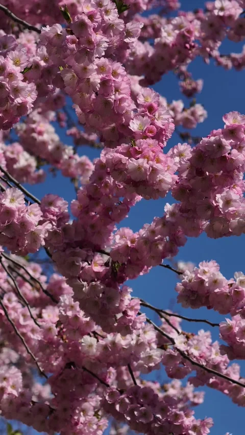 Vertical Sakura Cherry Blossom Swaying in Wind Pink Flowers Spring 4K Video Stock Footage 332011352