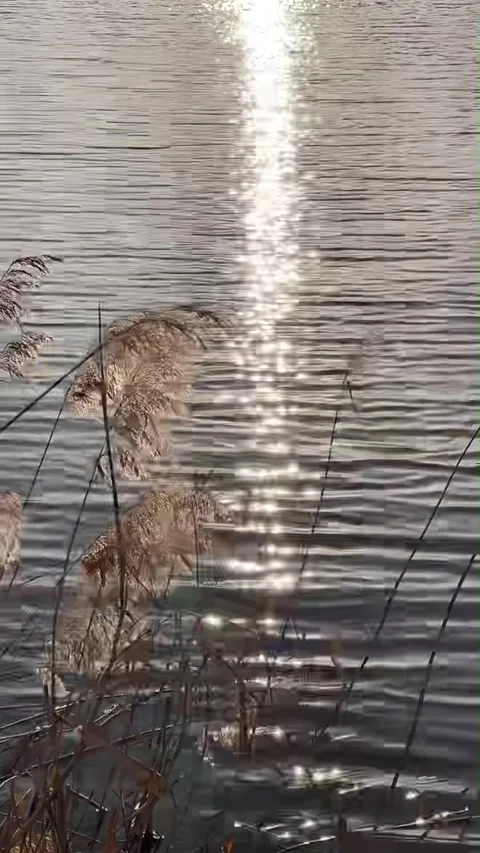 Vertical Scenic Wetland Sunset View in Mainland China Stock-Footage 334765010