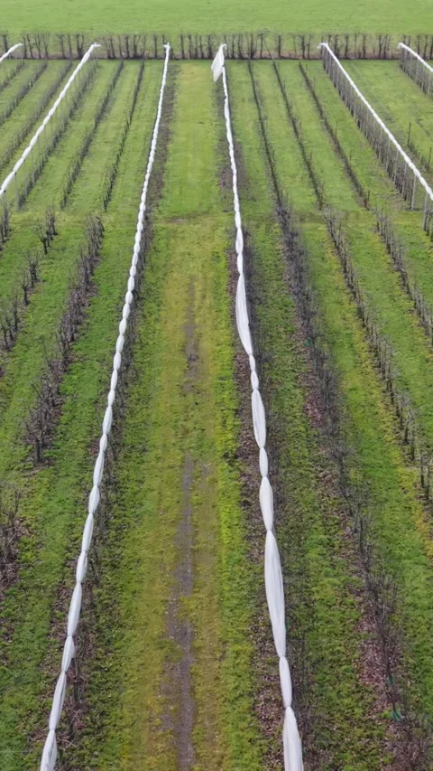 Vertical screen Aerial Closeup Protected Vine Rows With White Covers Stock Footage 333198011