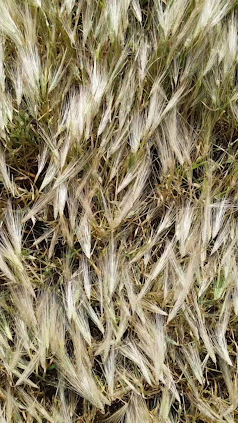 Vertical Screen: Aerial view of beautiful vast yellow field of ripe wheat plants Stock Footage 231613335