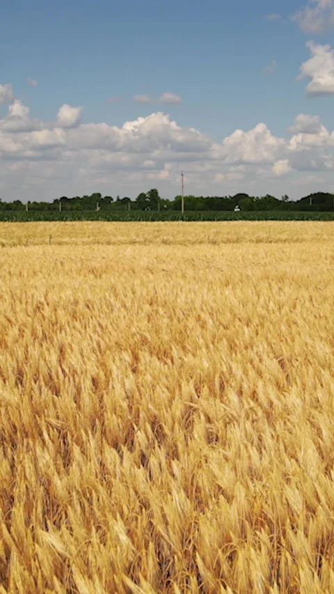 Vertical Screen: Aerial view of beautiful vast yellow field of ripe wheat plants Stock Footage 232265002