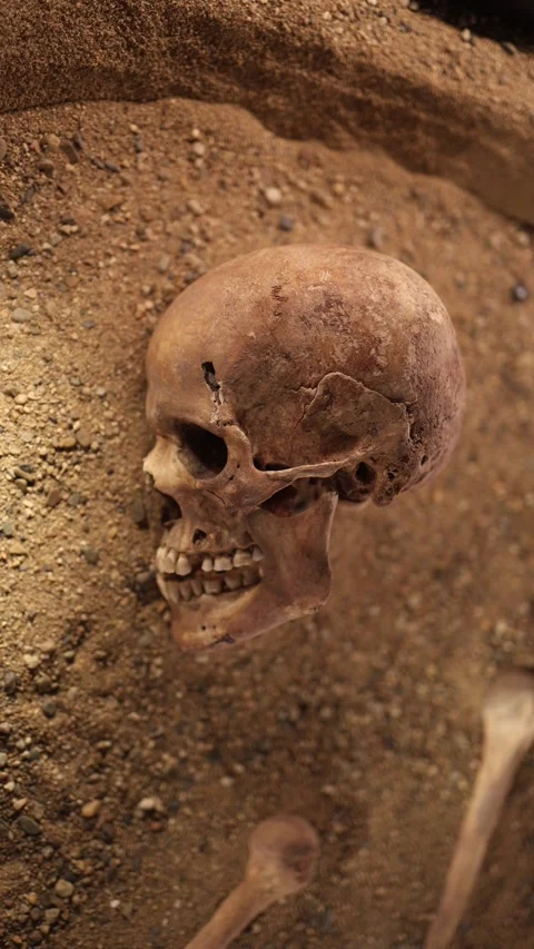 Vertical screen ancient human skull partially buried in soil showing Stock Footage 320451147