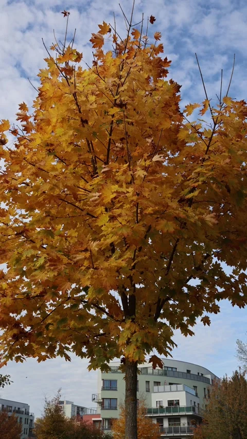 Vertical screen autumn tree with golden leaves stands near modern residential bu Stock Footage 319841695