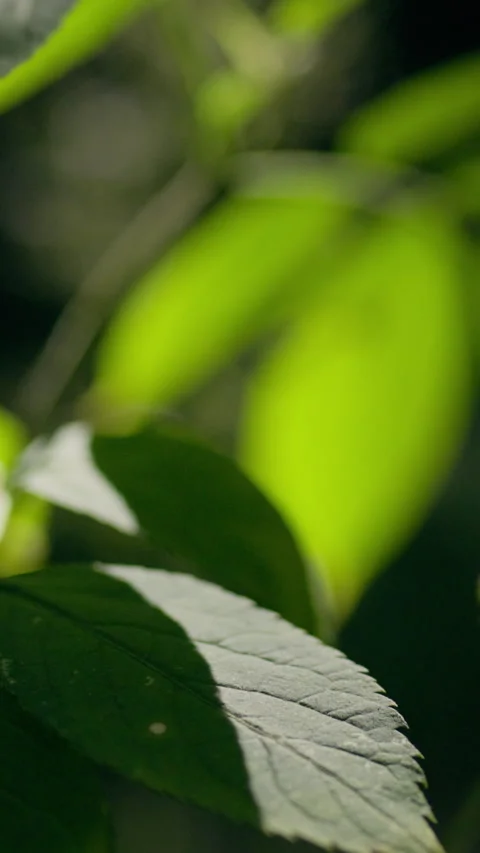 Vertical screen. The background of green plants shimmers in the sunlight, sh Stock Footage 331737750