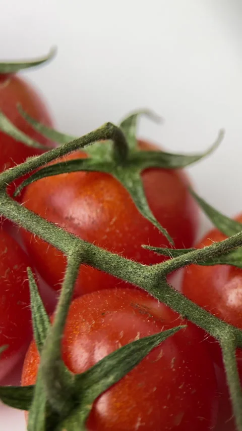 Vertical screen: Beautiful red ripe tomatoes grown in a greenhouse, drops of Stock Footage 238700887