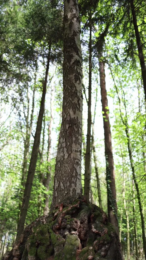 Vertical screen birch tree trunk with large mossy burl in green forest, upward c Stock Footage 307699499