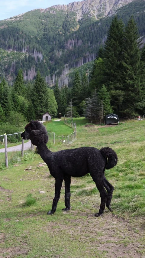 Vertical screen black alpaca stands on green pasture with mountains and pine for Stock Footage 315940164
