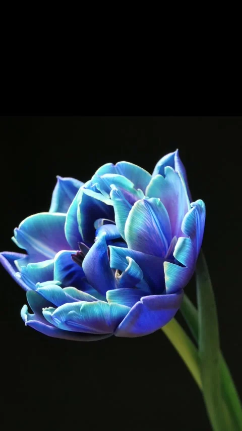 Vertical screen: Blue tulip flower blooming on black background. Timelapse. Stock Footage 263140189
