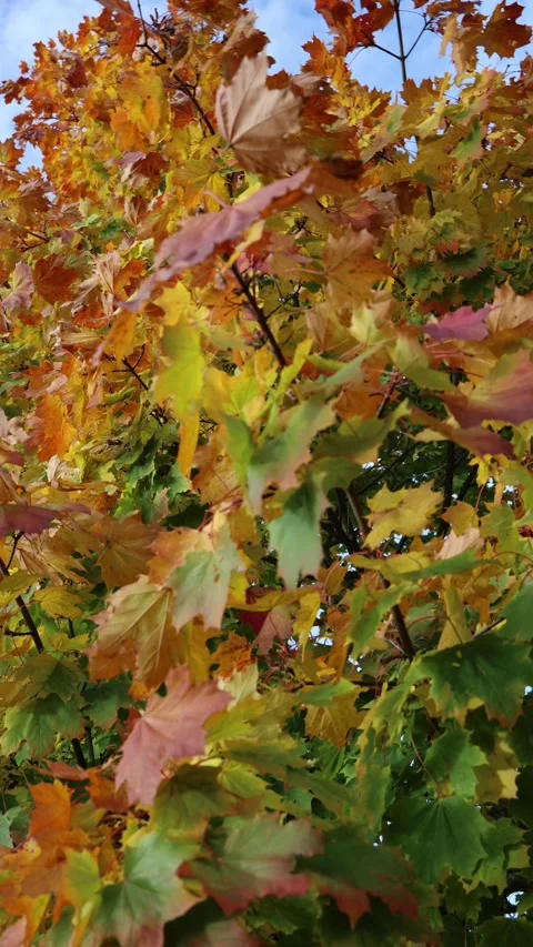 Vertical screen bright autumn foliage with shades of orange yellow and green clo Stock Footage 319841688