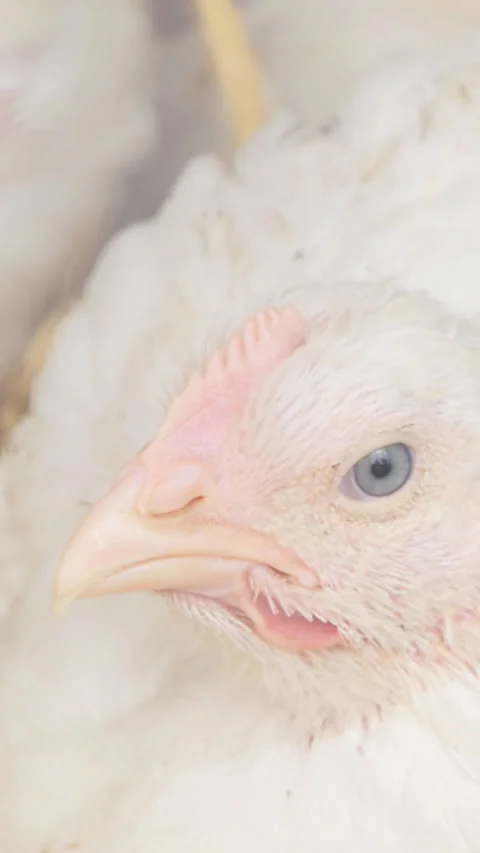 Vertical Screen: Broiler chicken in a poultry farm. Close-up. Chicken production Stock Footage 230035903