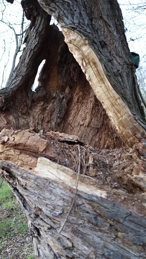 Vertical screen broken tree trunk decay texture deep crack bark damage hollow in Stock Footage 306007547