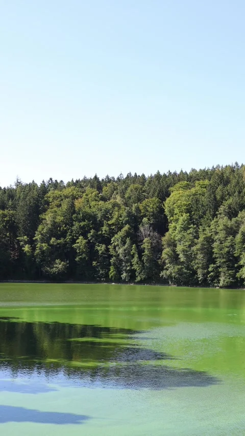 Vertical screen calm green lake surrounded by dense summer forest with trees ref Stock Footage 315940062