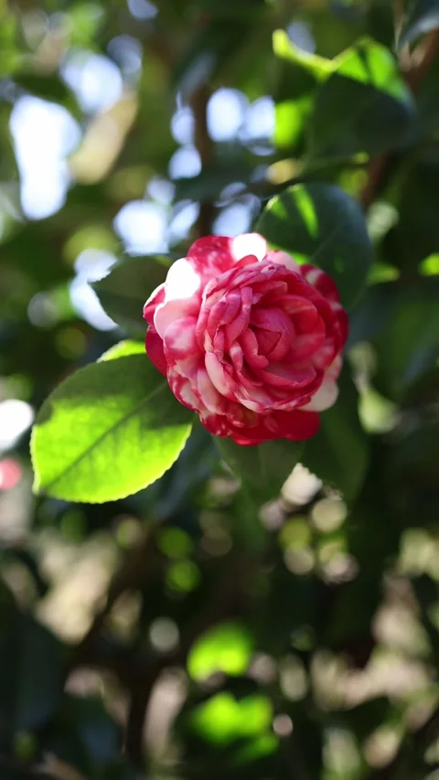 Vertical screen camellia flower close Stock Footage 331199580