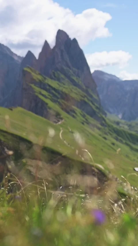 Vertical screen capture of Seceda mountain with wildflowers in foreground Видео 318259356