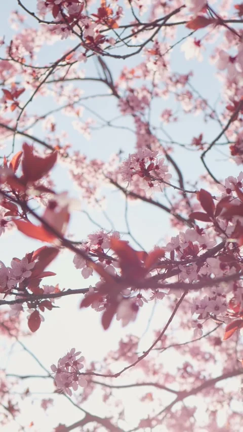 Vertical Screen Cherry blossom close up shot with the sunlight in the background Stock Footage 299844515