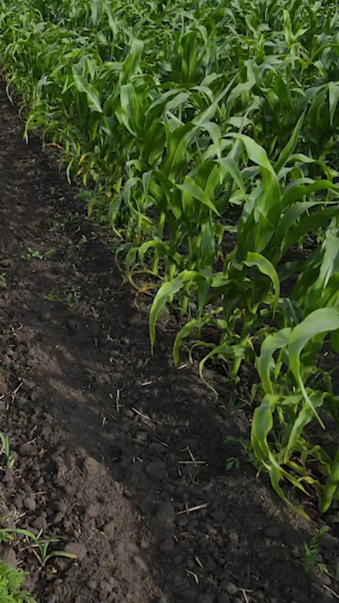 Vertical Screen: Close-up aerial top down drone flies over green wheat corn Stock Footage 230042360