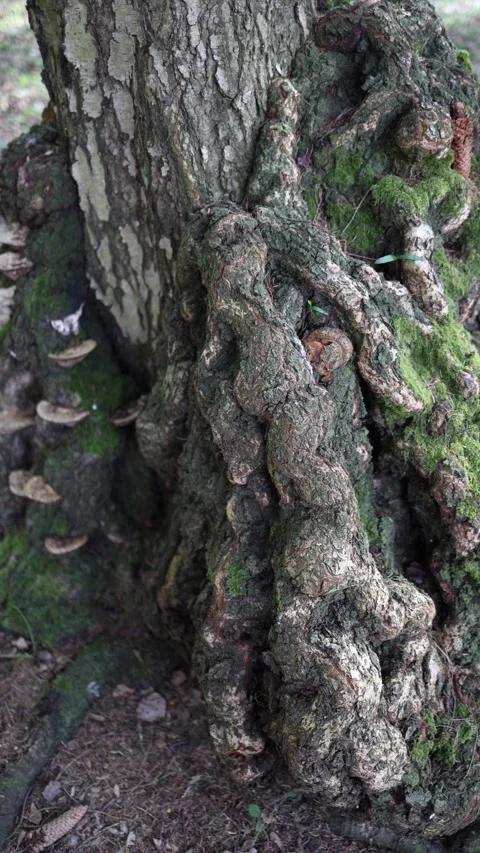 Vertical screen close-up of a birch tree with large burl growth and twisted root Stock Footage 307699516
