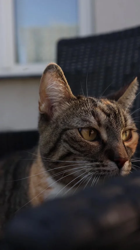 Vertical screen close up of a calm tabby cat looking directly into the  Stock Footage 321650799