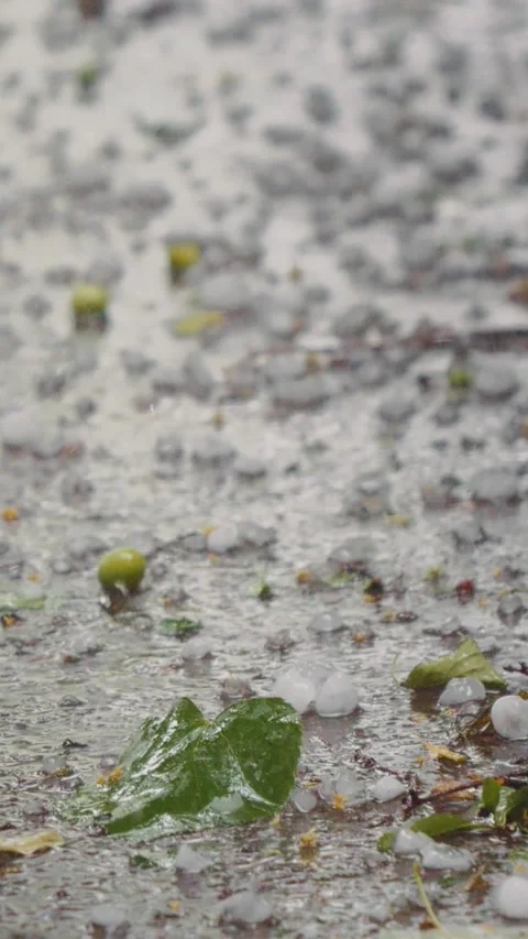 Vertical Screen Close up hail along with fallen fruit and leaves on the ground. Stock Footage 299847704
