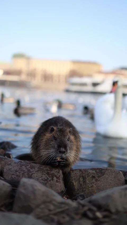 Vertical screen. A close-up shot of a nutria sitting on rocks near the water, wi Stock Footage 303285826
