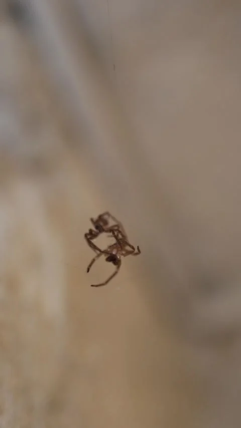 Vertical screen close up of a small brown spider hanging delicately on its silk  Stock Footage 314518971