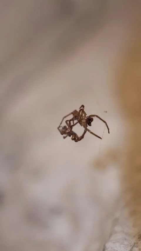 Vertical screen close up of a tiny spider exoskeleton suspended in midair on a t Stock Footage 314518969