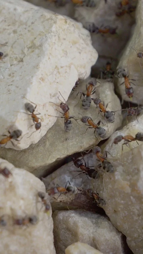 Vertical Screen Close-up video of a stone surface with many tiny ants moving Stock Footage 299844276