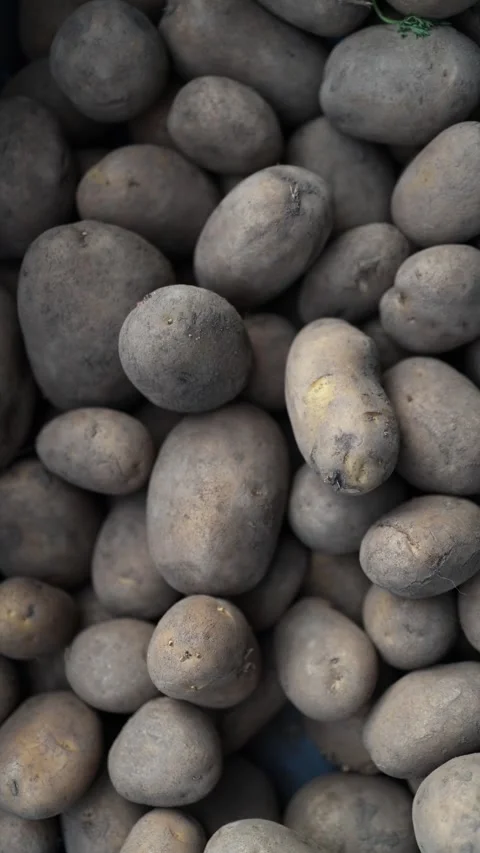 Vertical screen Close view of unwashed potatoes piled together showing earthy ro Stock Footage 319832330