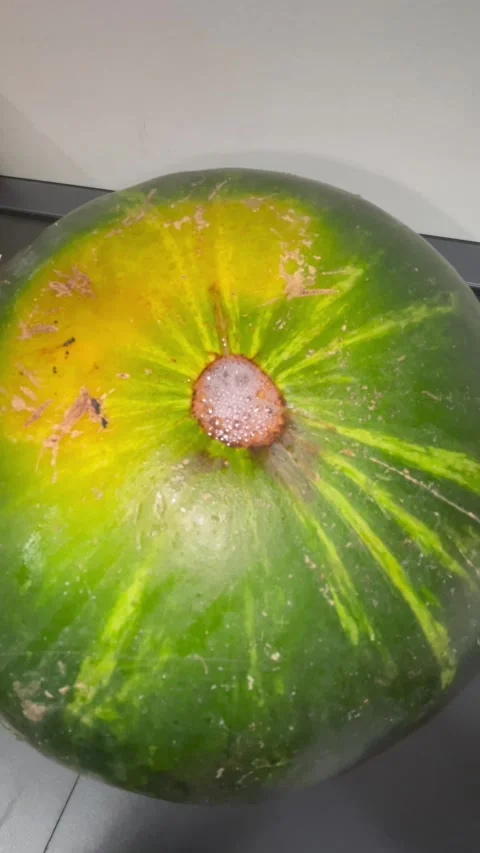 Vertical screen close up of watermelon with foam at stem area suggesting excess  Stock Footage 317086629